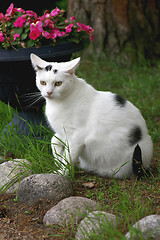 Image showing Cat