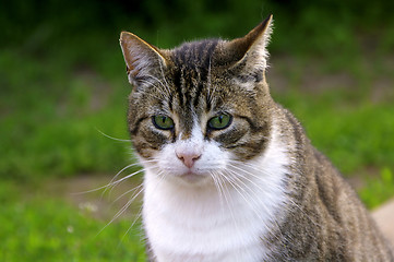 Image showing Cat