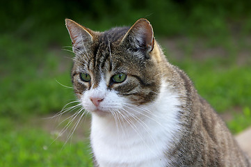 Image showing Cat