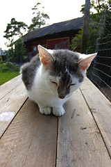 Image showing Cat