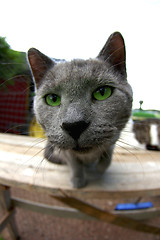 Image showing Cat