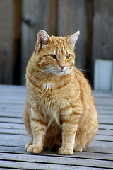 Image showing Cat