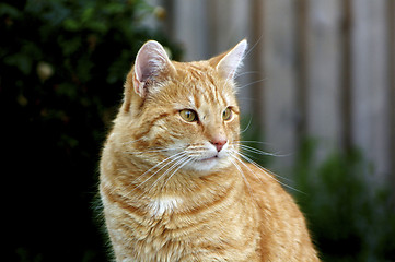 Image showing Cat