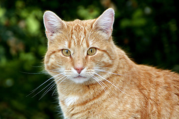 Image showing Cat