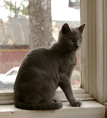 Image showing Cat