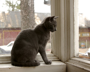 Image showing Cat