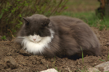 Image showing Cat