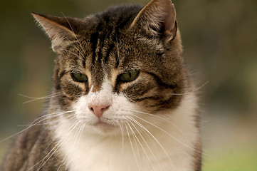 Image showing Cat