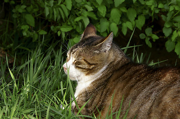 Image showing Cat