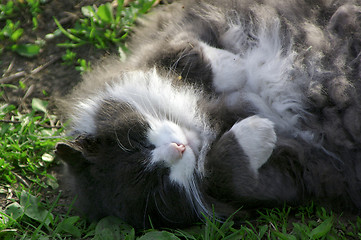 Image showing Cat