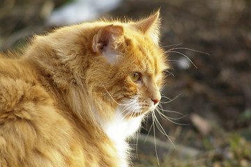 Image showing Cat