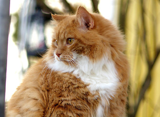 Image showing Cat