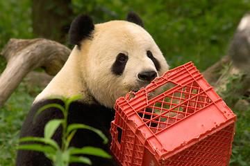 Image showing Giant panda with milk crate at National Zoo in Washington 3