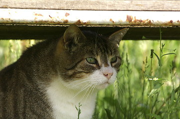 Image showing Cat