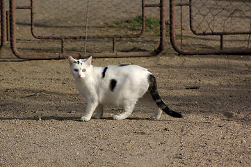 Image showing Cat