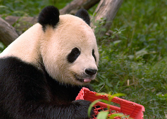 Image showing Giant panda with milk crate at National Zoo in Washington 4