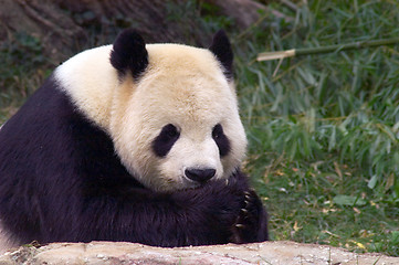 Image showing Giant panda at National Zoo in Washington. 3