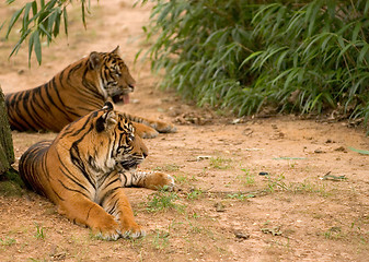 Image showing Tigers at National Zoo in Washington 1