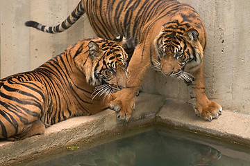 Image showing Tigers at National Zoo in Washington 2