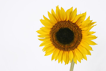 Image showing Isolated Sunflower with copyspace