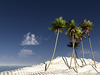 Image showing Wild Palms