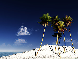 Image showing Wild Palms