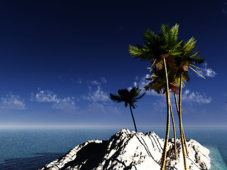 Image showing Wild Palms