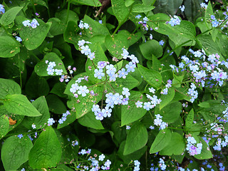 Image showing Hosta Fortunei Flowers