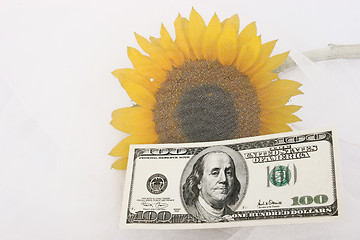 Image showing $100 bill and a yellow sunflower