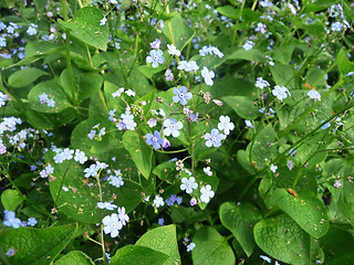 Image showing Hosta Fortunei Flowers