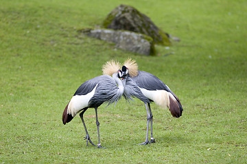 Image showing Birds