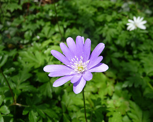 Image showing Spring Time Flowers