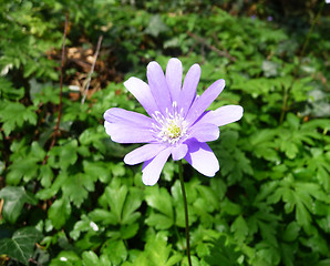 Image showing Spring Time Flowers