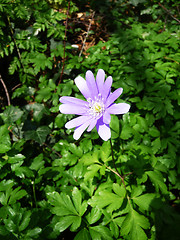 Image showing Spring Time Flowers