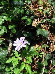 Image showing Spring Time Flowers