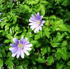 Image showing Spring Time Flowers