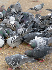 Image showing Pigeons 