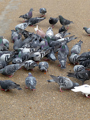 Image showing Pigeons 