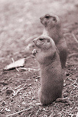 Image showing Prairie Dogs on Lookout. B&W sepia.