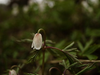 Image showing white flower