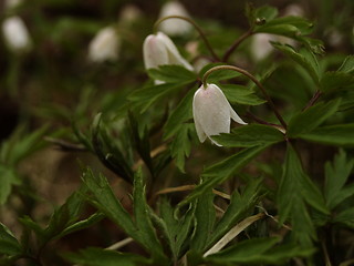 Image showing white flower