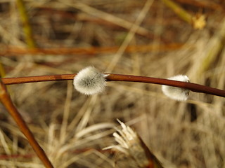 Image showing white flower