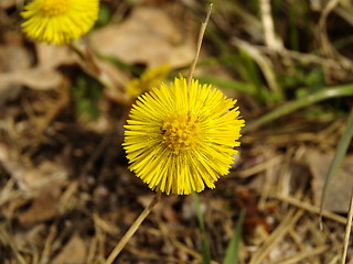 Image showing yellow flower