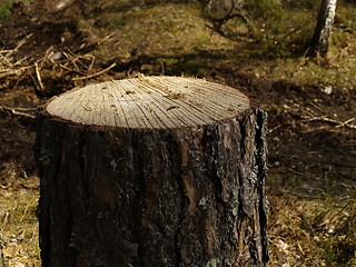 Image showing stump