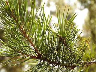 Image showing pine tree leaves