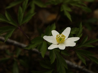 Image showing white flower