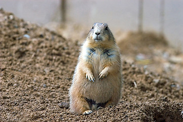 Image showing Prairie dog on guard