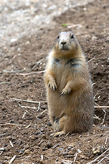 Image showing Prairie dog on lookout.