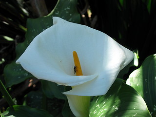 Image showing Fly on the lily