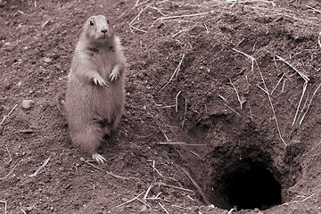 Image showing Prairie Dog near rodent. B&W sepia.